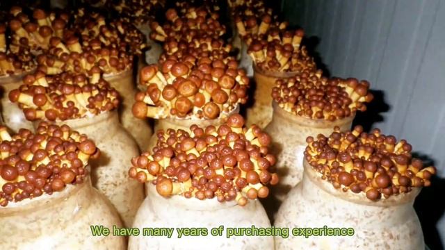 HEG CANNED NAMEKO MUSHROOMS смотреть онлайн