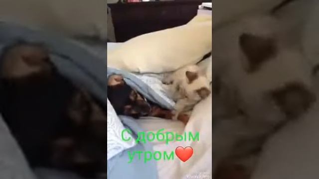 котёнок не даёт спать собачке смотреть онлайн