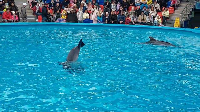Дельфинарий Сочи Парк 2. 04.23 смотреть онлайн