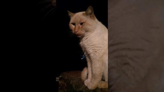 Под шум дождя ..🐱 смотреть онлайн