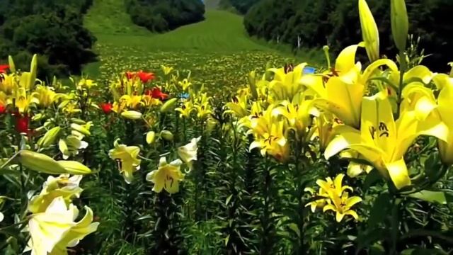 Бал цветов.Мира Шентюрк. Ball of flowers.Mira Senturk . смотреть онлайн