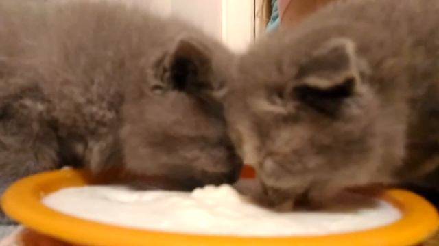 Ксюша с котятами учимся есть манную кашу кошка и котята смотреть онлайн