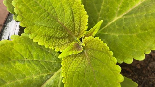 Timelapse: How I grew coleus for the first time from seed!@Jimswholiestofcoleus смотреть онлайн
