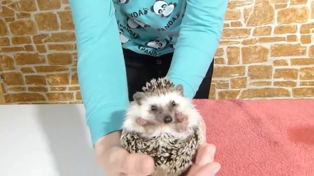 Купаем ежика!! SPA for Hedgehog смотреть онлайн