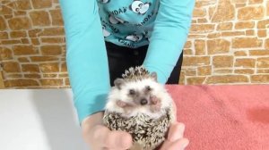 Купаем ежика!! SPA for Hedgehog
