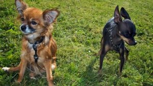 Той терьер и той чихуахуа: отличия, кого выбрать