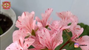 Удобряем Герань йодом осенью и получаем Шикарное цветение! Расскажу, как Правильно все сделать!