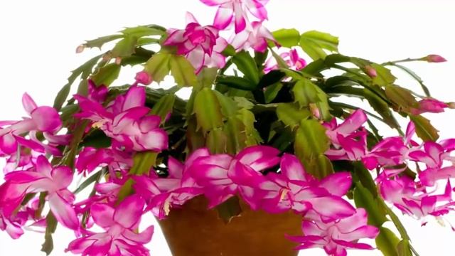 ДЕКАБРИСТ в ДОМЕ. Приметы и суеверия связанные с Декабристом смотреть онлайн