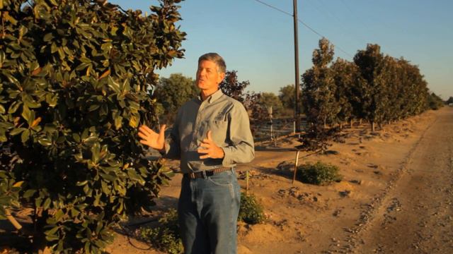 How to Tell if a Young Magnolia Is Doing Well? : Garden Savvy смотреть онлайн