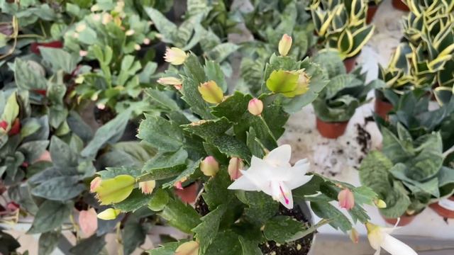 Christmas Cactus Care and Problems! Christmas Cactus not Blooming! Causes and Fix! смотреть онлайн