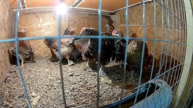 Куры чихают и хрипят, мой метод лечения... смотреть онлайн