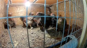 Куры чихают и хрипят, мой метод лечения...