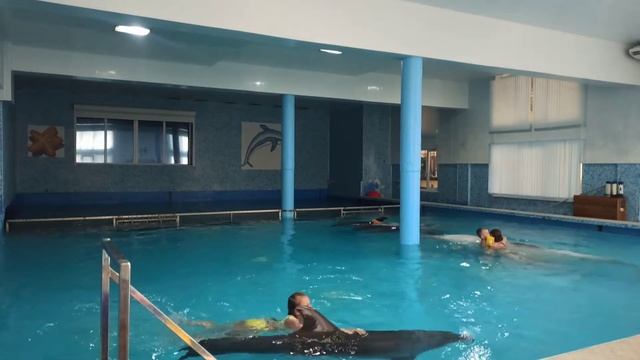 Плавание с дельфинами смотреть онлайн