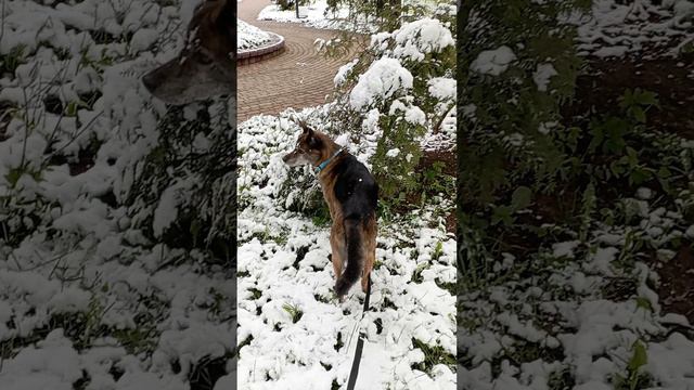 Пират на прогулке! смотреть онлайн