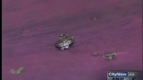 CityNews Toronto Puts Garrison Bespoke's Bulletproof Suit to the Test