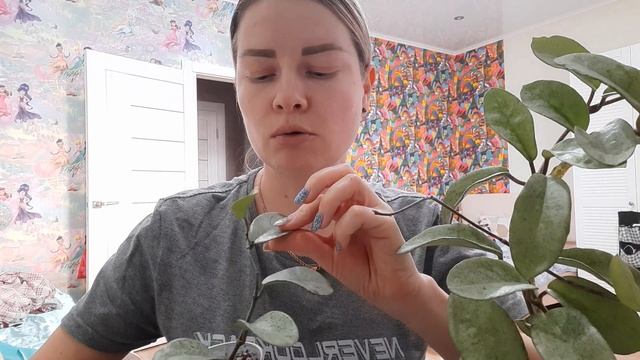 /Отличия хойи Нова Хост и Грей Хост/Отвечаю на вопрос/❤❄