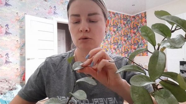 /Отличия хойи Нова Хост и Грей Хост/Отвечаю на вопрос/❤❄