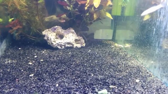 Лабео (GloFish) светящиеся #GloFish#лабеоГло смотреть онлайн