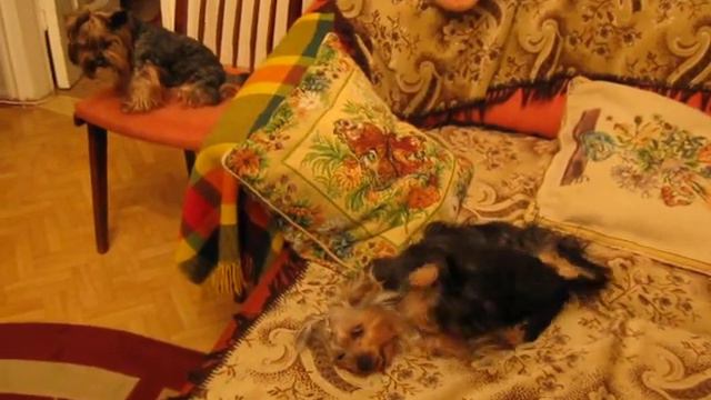 Йоркширский терьер Мышка играет с Никой, своей младшей сестрёнкой по папе! смотреть онлайн