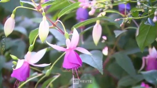 Fuchsie смотреть онлайн