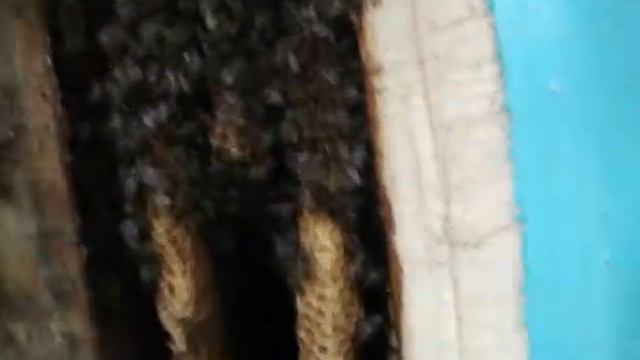 Пчеловодство. Улей колода Часть 4 — переселение смотреть онлайн