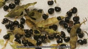 Цветок дицентра — посадка и уход в открытом грунте