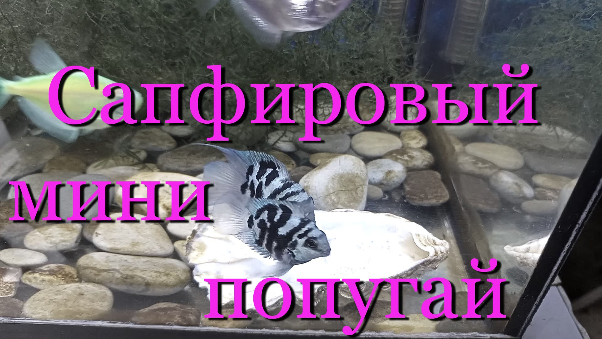 Микро попугай, (Сапфировый мини попугай) - содержание, разведение, половые отличия (различия). смотреть онлайн