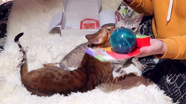 UNBOXING PAWPOST NOVEMBER BOX WITH MY CATS | Book Roast смотреть онлайн