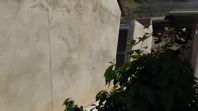 # 78. Кто производит кофе Лювак? Вот кто! 19.03. 2018, Далат. смотреть онлайн