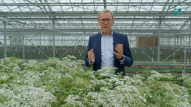 Cut flower introductions 2022- Gypsophila смотреть онлайн