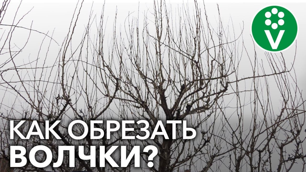 Как удалять ВОЛЧКИ НА ГРУШЕ? Пример обрезки запущенной груши смотреть онлайн