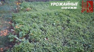 ВОПРОС РЕШЕН! Сидераты: закапывать, косить или оставить как есть? Ленивые сидераты - мой выбор!