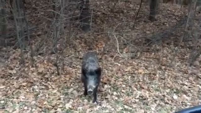 Охота на кабана. Дикая свинья среди людей. смотреть онлайн