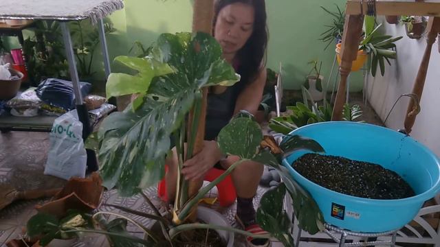 Repotting ''Monstera Deliciosa Variegata''