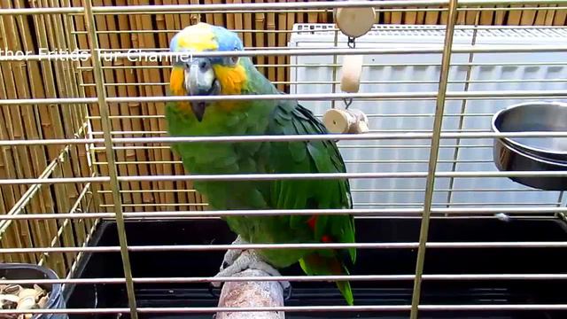 Orange-winged amazon parrot voice (Amazona amazonica) смотреть онлайн