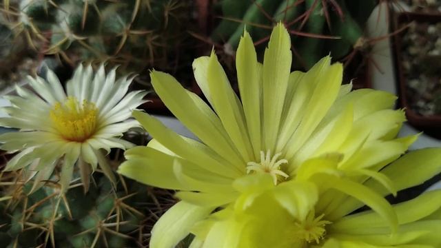 Обзор на цветение кактусов от 14 июня. смотреть онлайн