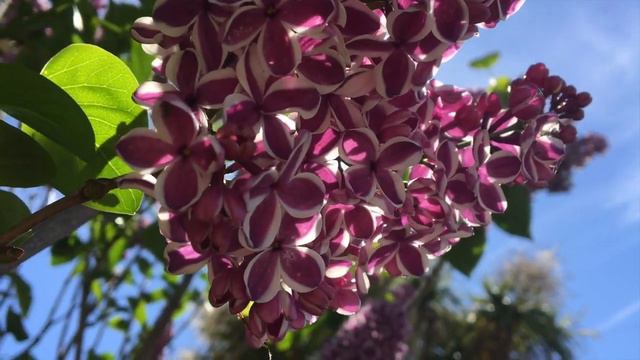 "Eternal Spring" Emiliya Permiakova / "Вечная Весна" Эмилия Пермякова смотреть онлайн