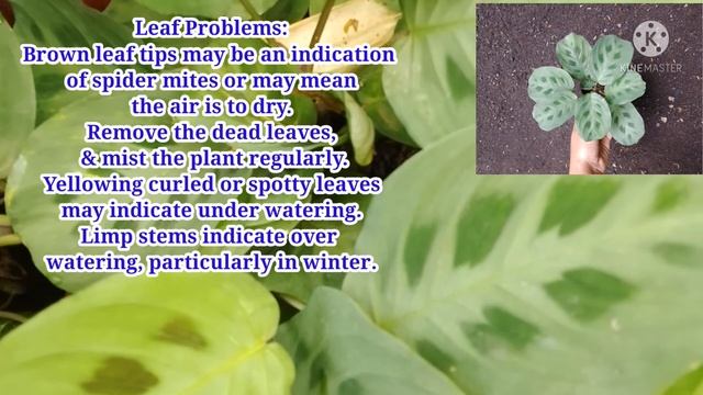 Maranta Kerchoviana/Rabbit Foot (Prayer Plant) смотреть онлайн