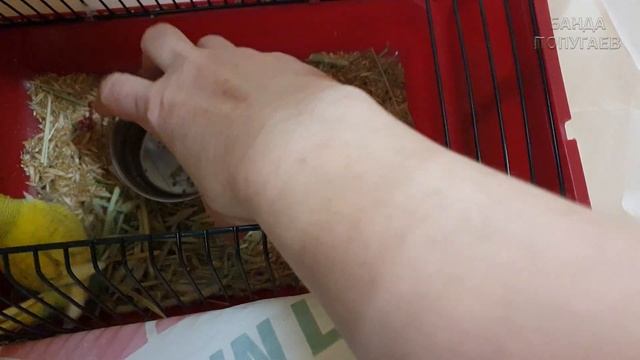 как я обустраиваю клетку для попугая в период адаптации смотреть онлайн