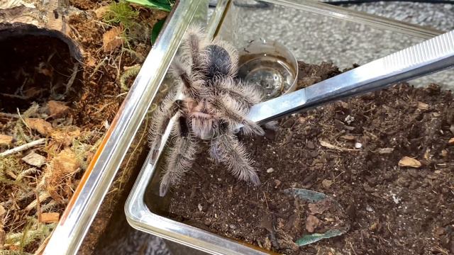 Moving Our Fluffy Girl Curly Joe Into Her New Home! смотреть онлайн
