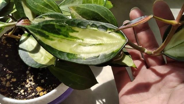 Хойя Макрофилла Пот оф голд. Macrophylla Pot Of Gold