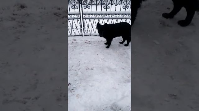 Бельгийские черные овчарки смотреть онлайн