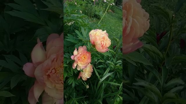 Ито гибриды пионов - для Инстаграма смотреть онлайн