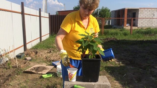 Пересаживаем цветок пуансеттия смотреть онлайн