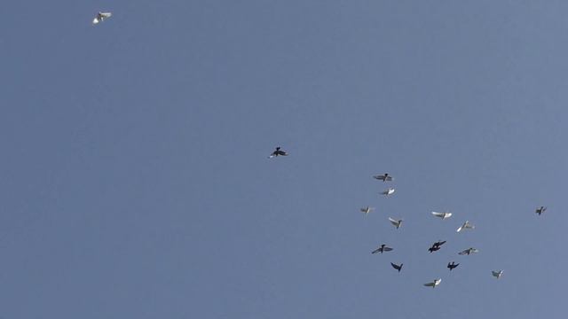 Бакинские, армавирские, и грузинские бойные голубевода Артёма, Ульяновск смотреть онлайн