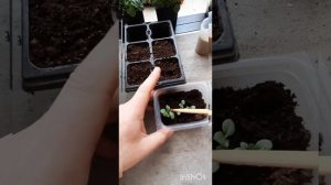 пикировка калибрахоа Kabloom Light Pink Blast