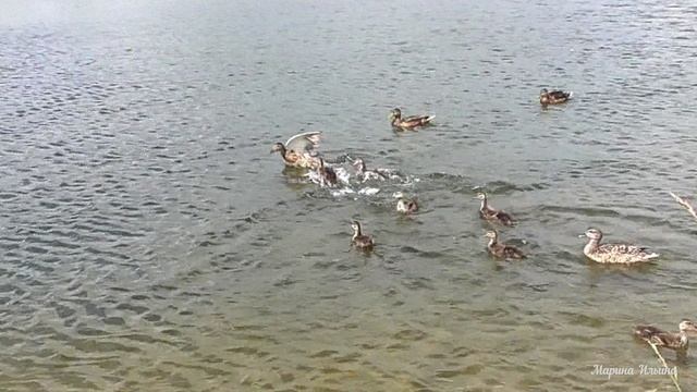 Утята серой утки бьют крякву смотреть онлайн