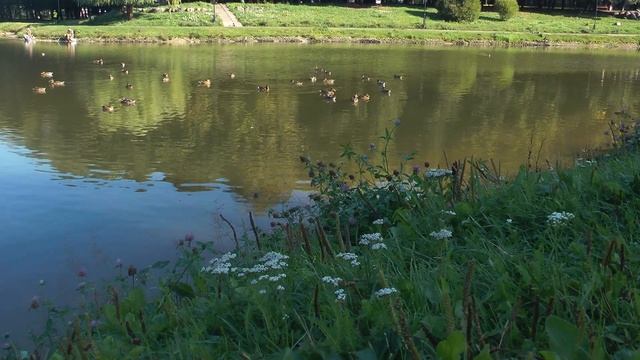 Видеосъёмка камерой panasonic hdc-sd800 смотреть онлайн