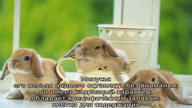Кролик в доме смотреть онлайн