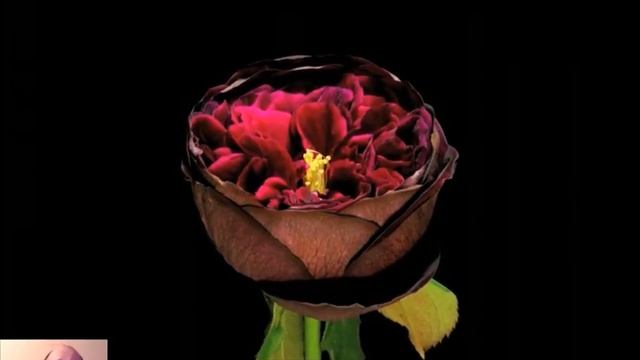 Смешной сюрприз))).wmv смотреть онлайн